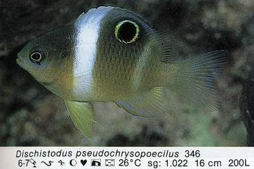 Dischistodus pseudochrysopoecilus